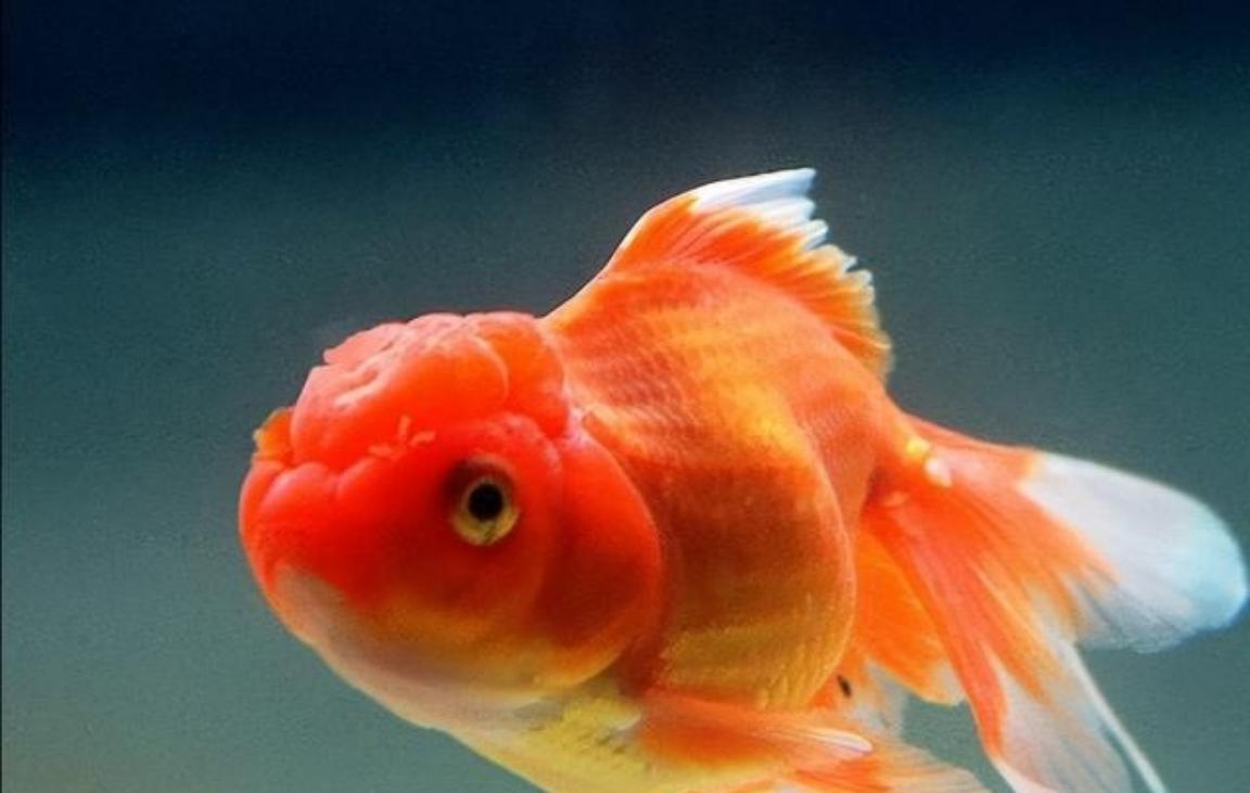 宋代，男子钓到一条会说话的金鳗鱼。金鳗鱼说：“你放了我，我保你贵不可言；你杀了我