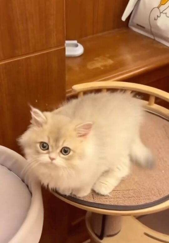 冻冻诠释了：撒娇小猫zui 好运哈哈