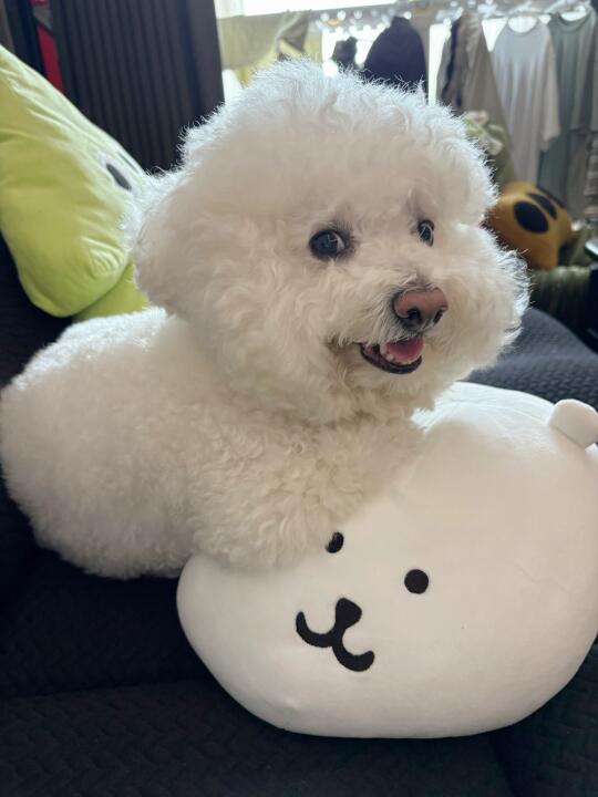 熊：你高贵