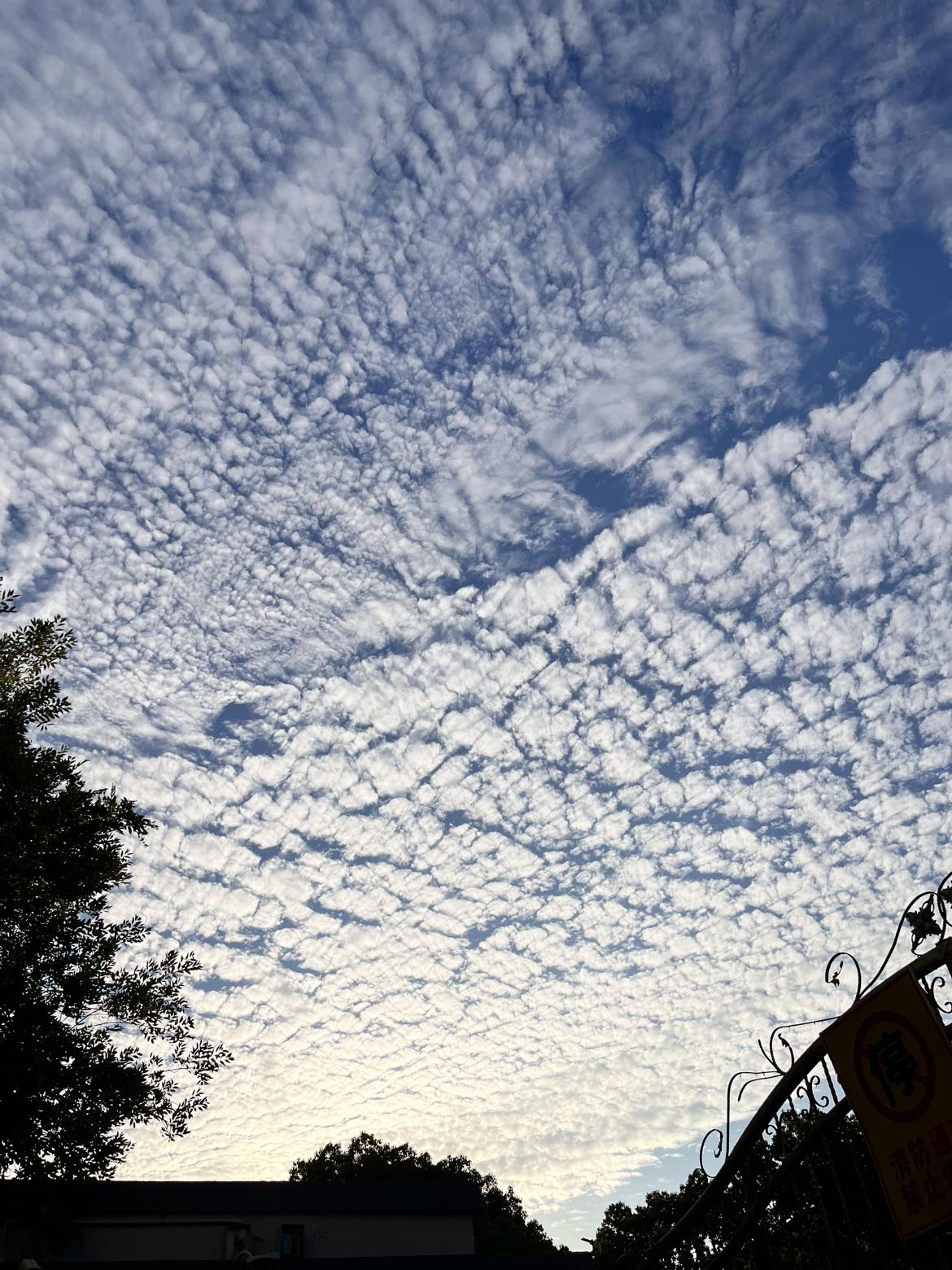 我的今日状态：😁轻松愉快
我这里的天气：☀️晴天
今天的上海，满天的棉花糖！好