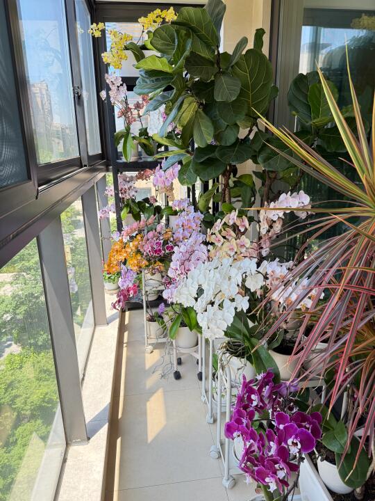 5月盛花的阳台