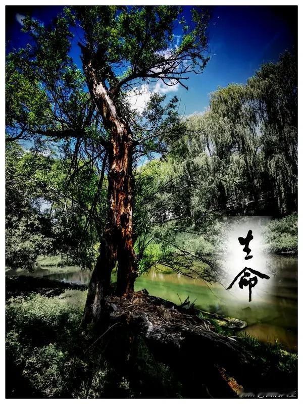 她与毛岸英的爱情，如星辰璀璨却短暂。岸英投身抗美援朝战场，那片异国他乡的土地，成