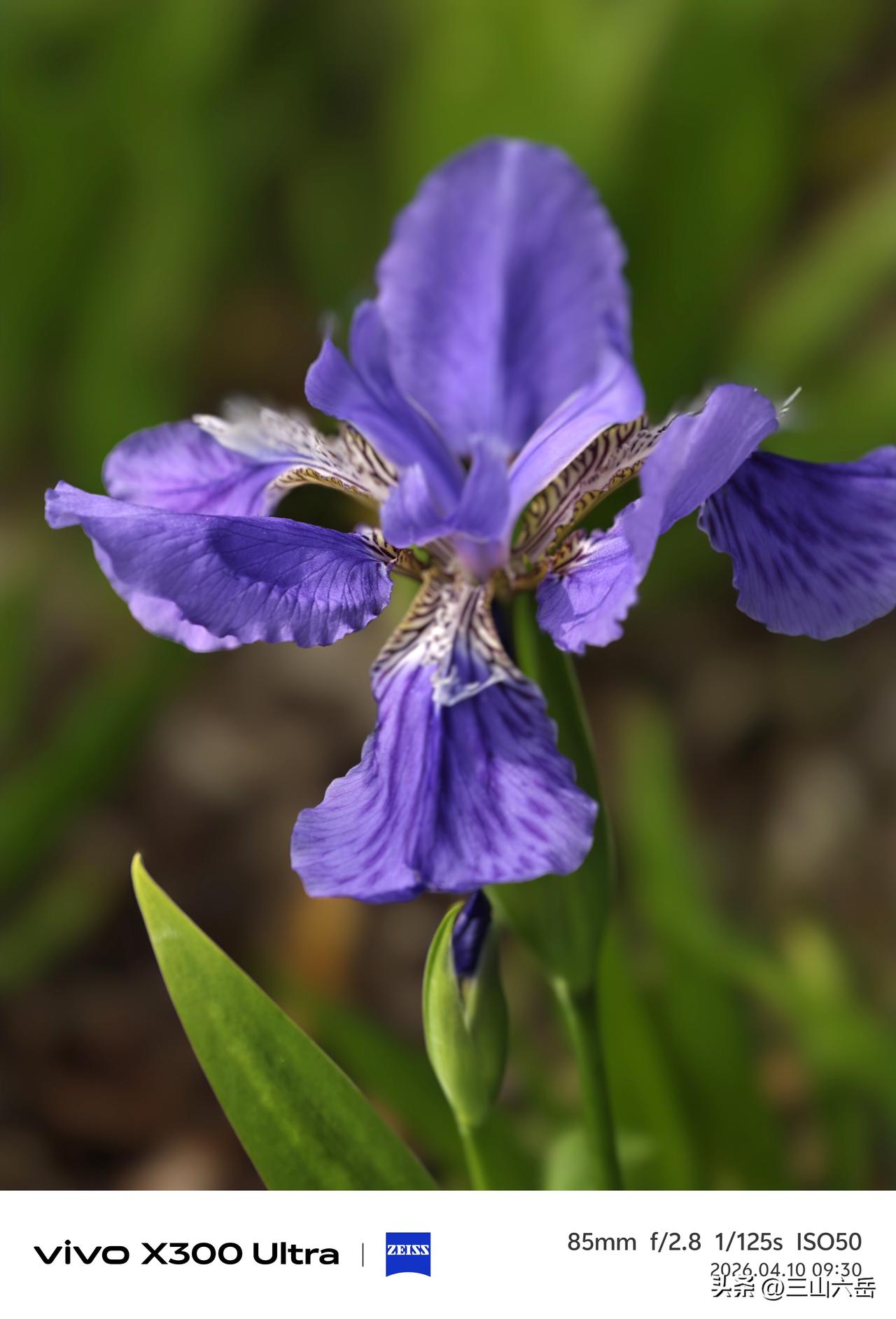 《紫鸢沉梦》
蓝尾紫鸢 郁鸢 分享一下你拍的花 中国那么美，最美在哪里 随手拍美