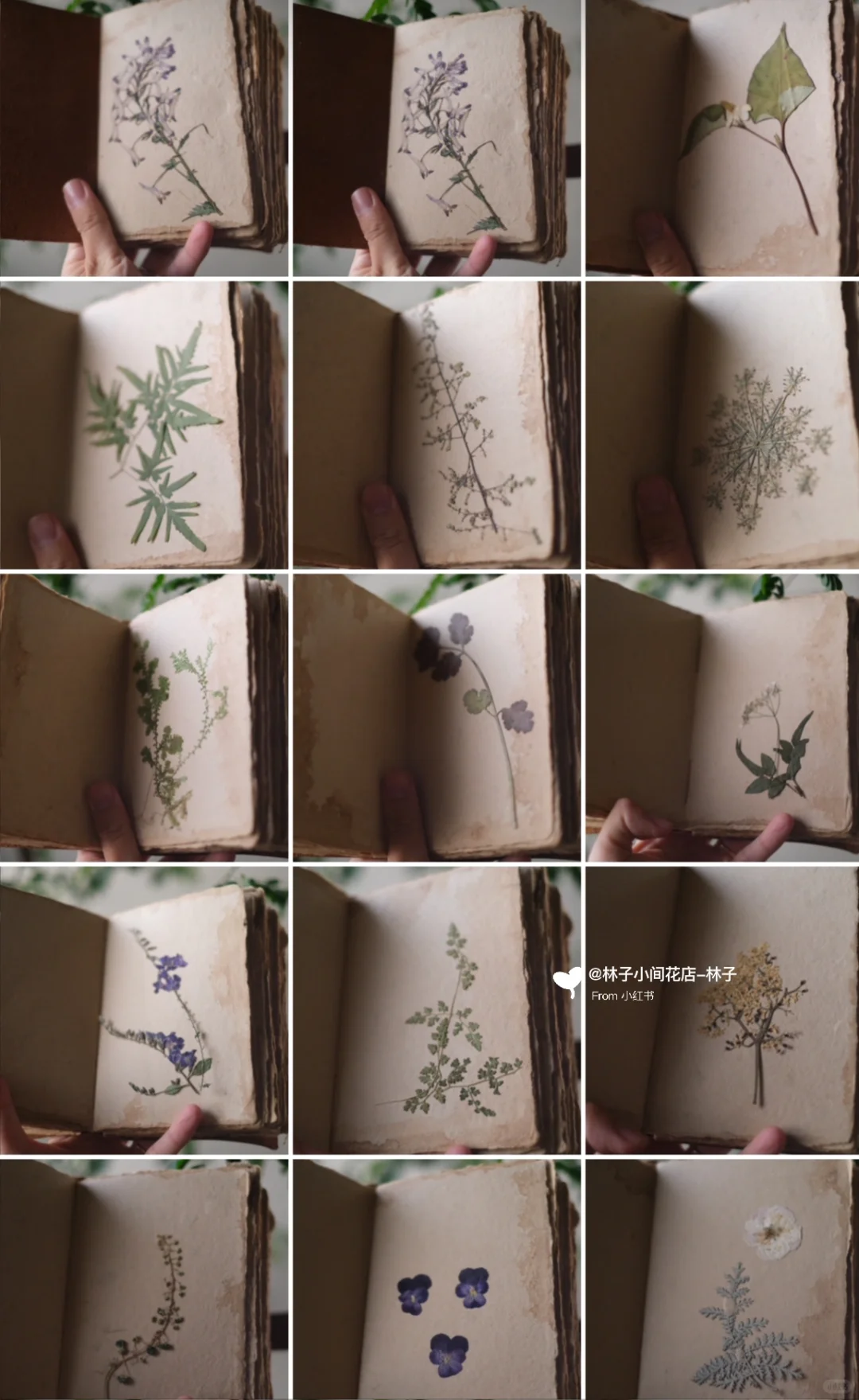 一叶一花一世界｜我的“五毛钱”快乐你们不懂