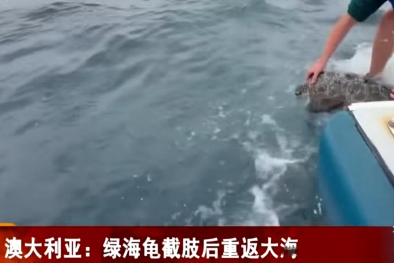 生命奇迹！澳大利亚绿海龟截肢后重返大海在澳大利亚，一只绿海龟因受伤接受截肢手术，