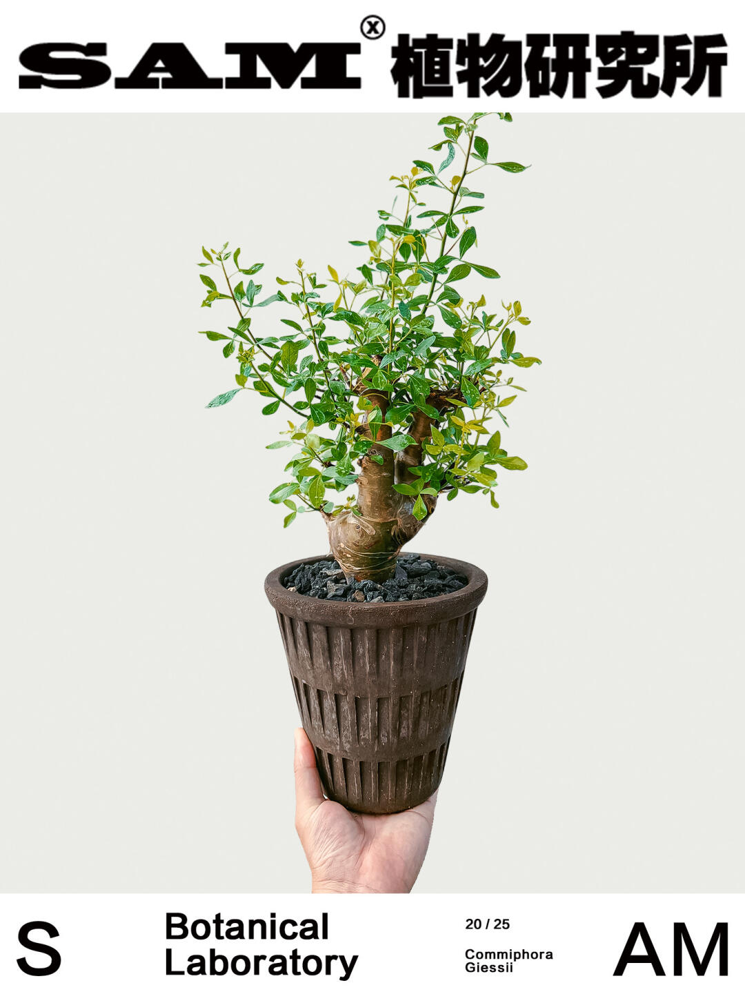 吉西没药橄榄｜Commiphora Giessii