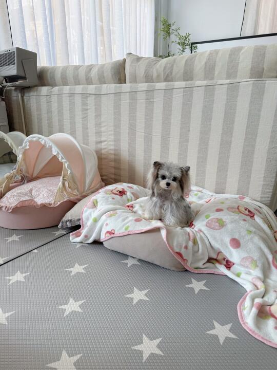 今天它好像有点可爱🐶