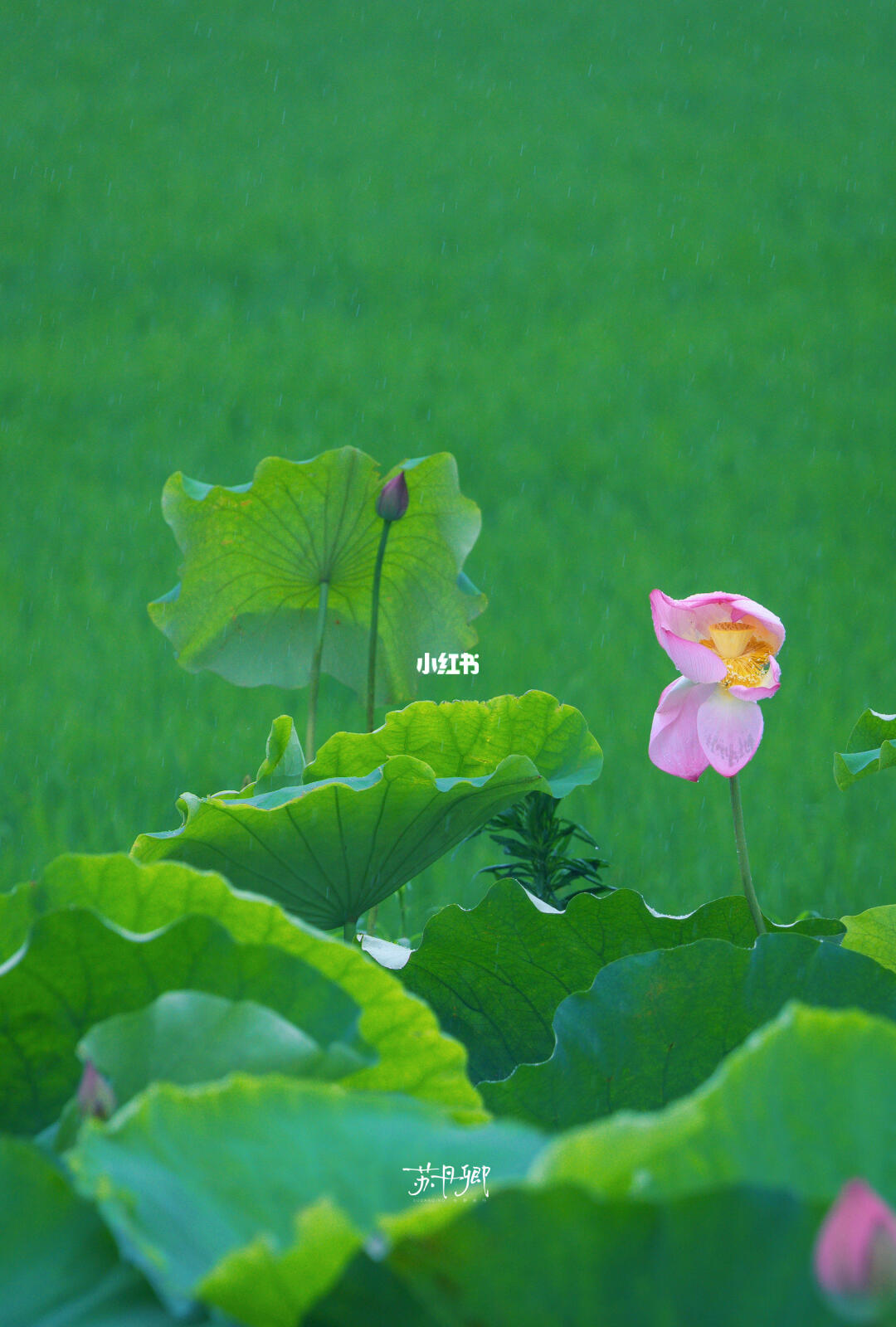 不死心‼️下雨天又去拍荷花了，看看怎么样