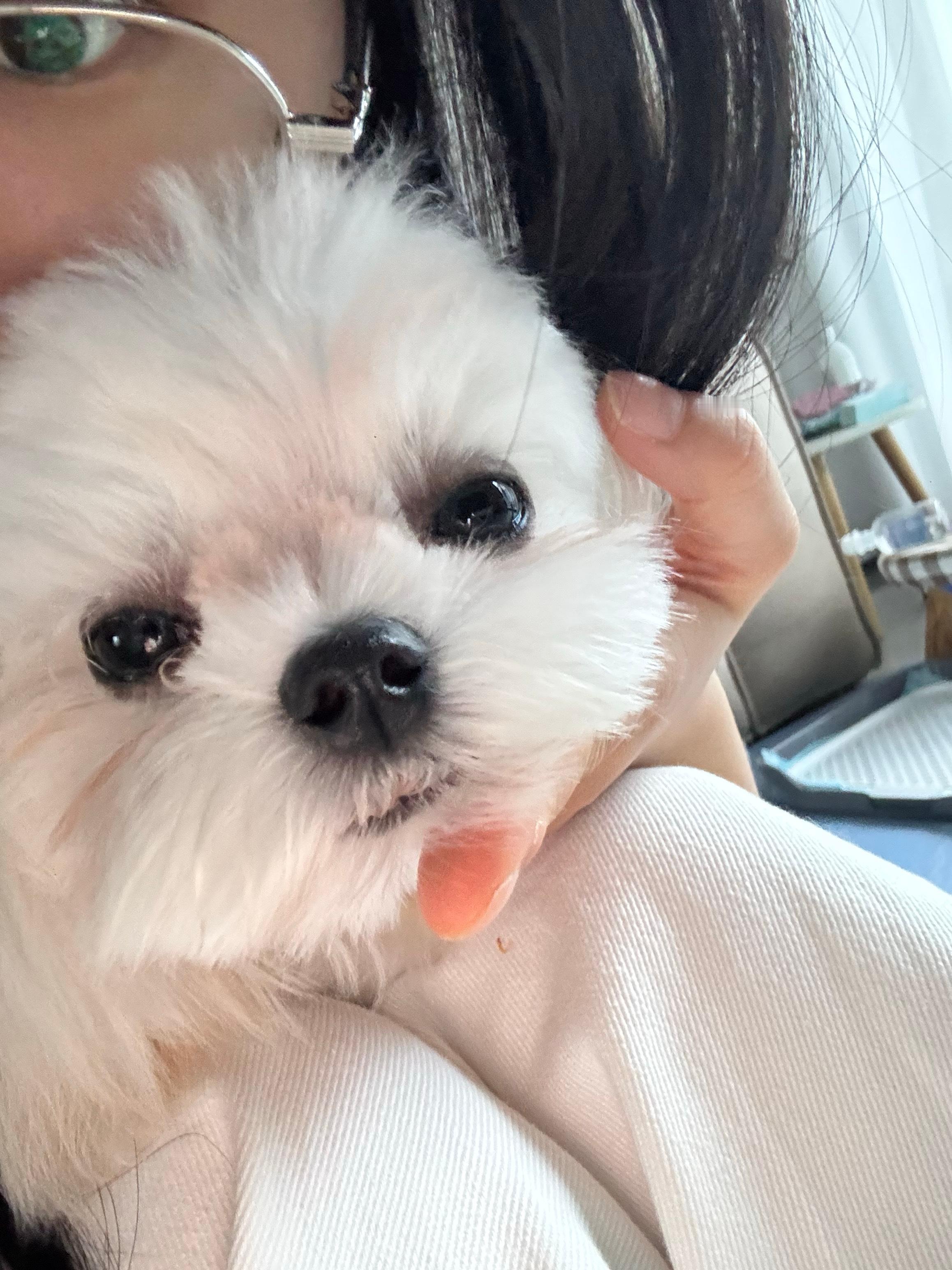 小球子 ​​​
