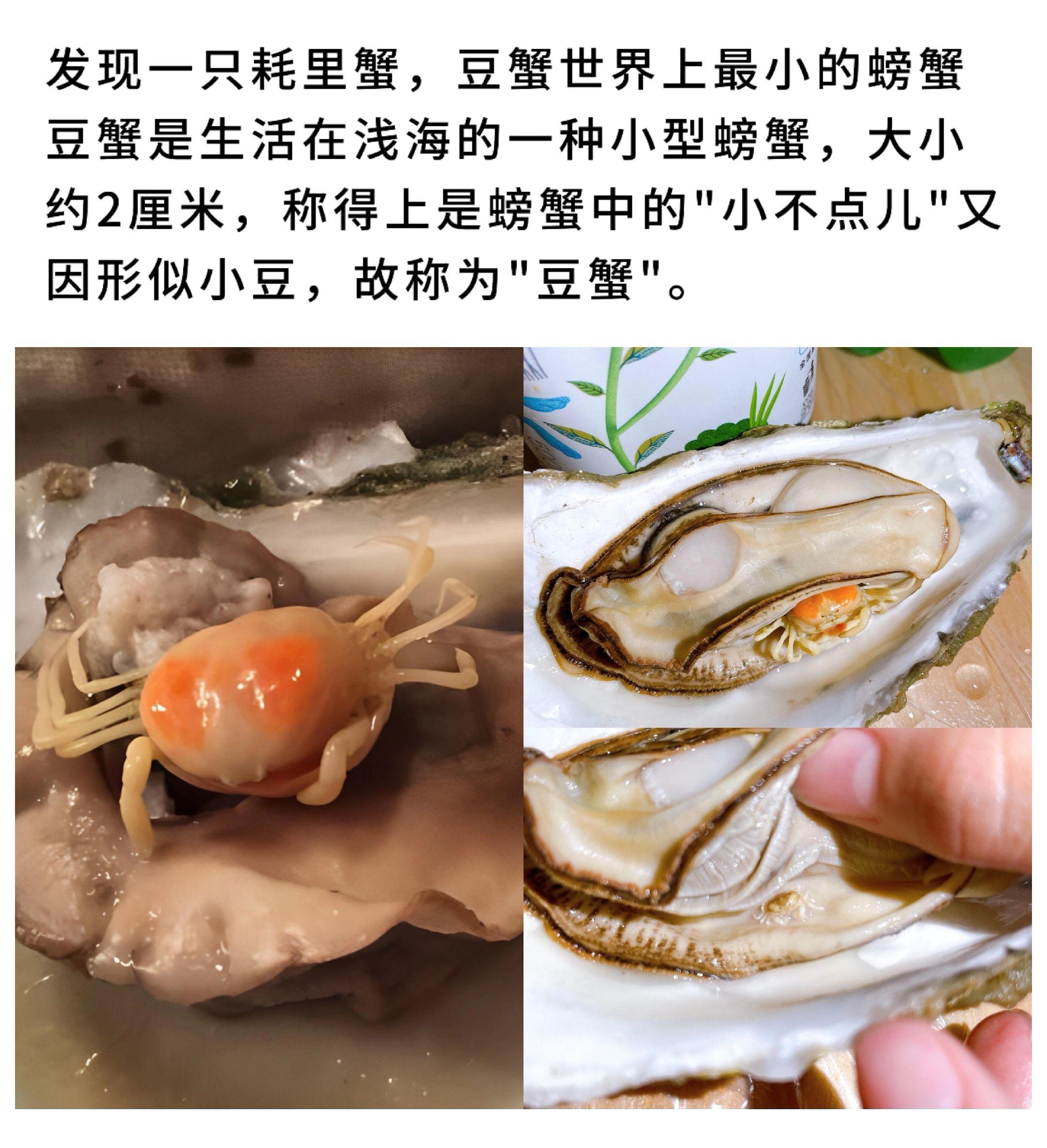你知道世界最小的螃蟹吗？发现一只耗里蟹，豆蟹世界上最小的螃蟹豆蟹是生活...