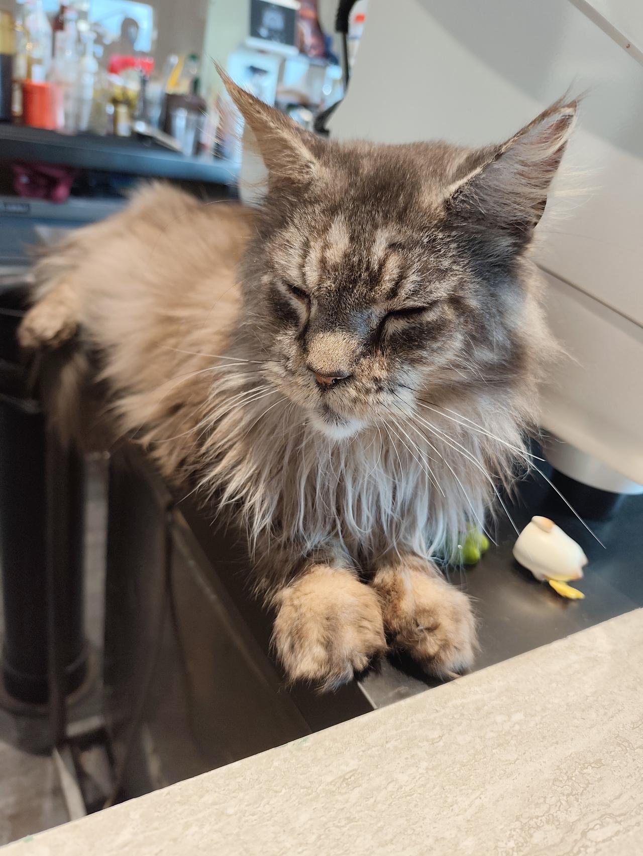 去猫猫乐园收获了一批颜值高的美猫图片！拿铁懒懒的趴在柜台上，坐等撸猫。