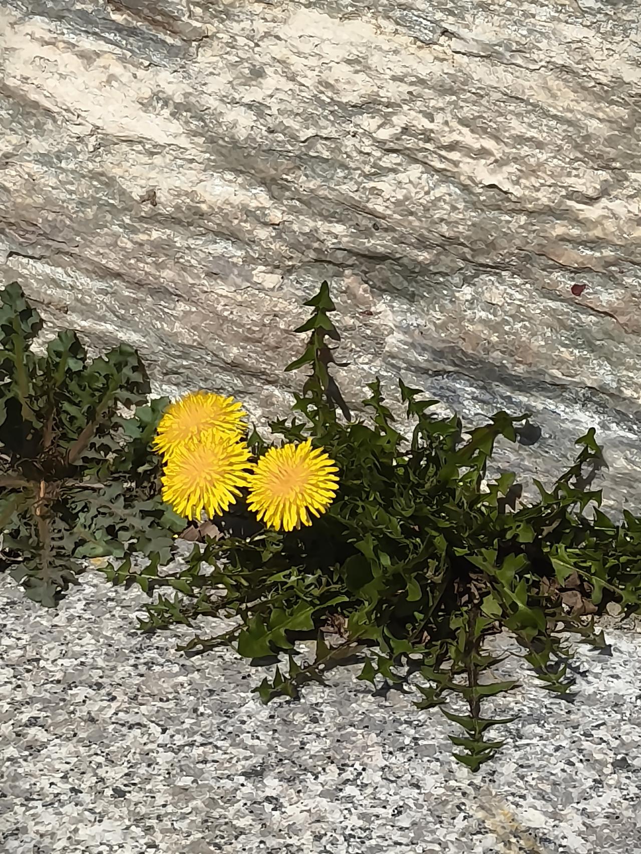 谁是英雄？
是巨石重压下顽强生长的野花？
还是逼着野花几乎无法生存的巨石？