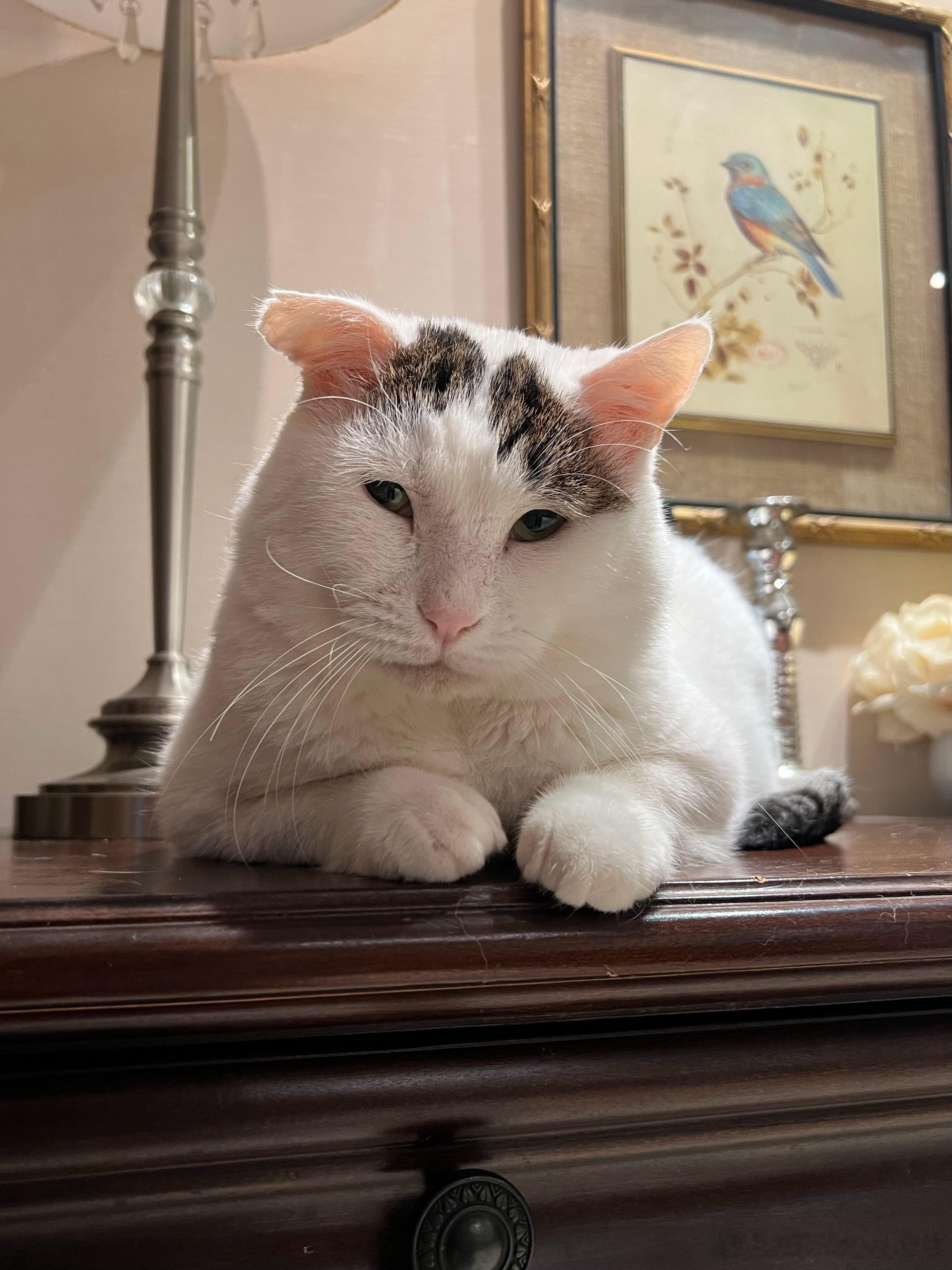你一个小猪崽，凭啥天天瞧不起我