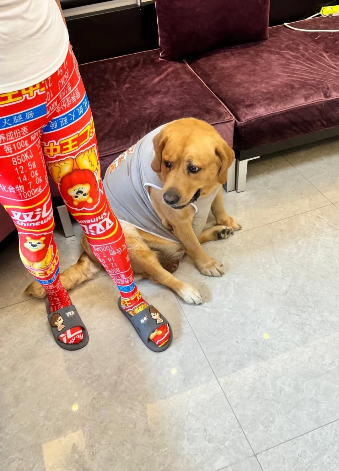 网友：自从穿上这条裤子后，狗狗的眼神都变了……