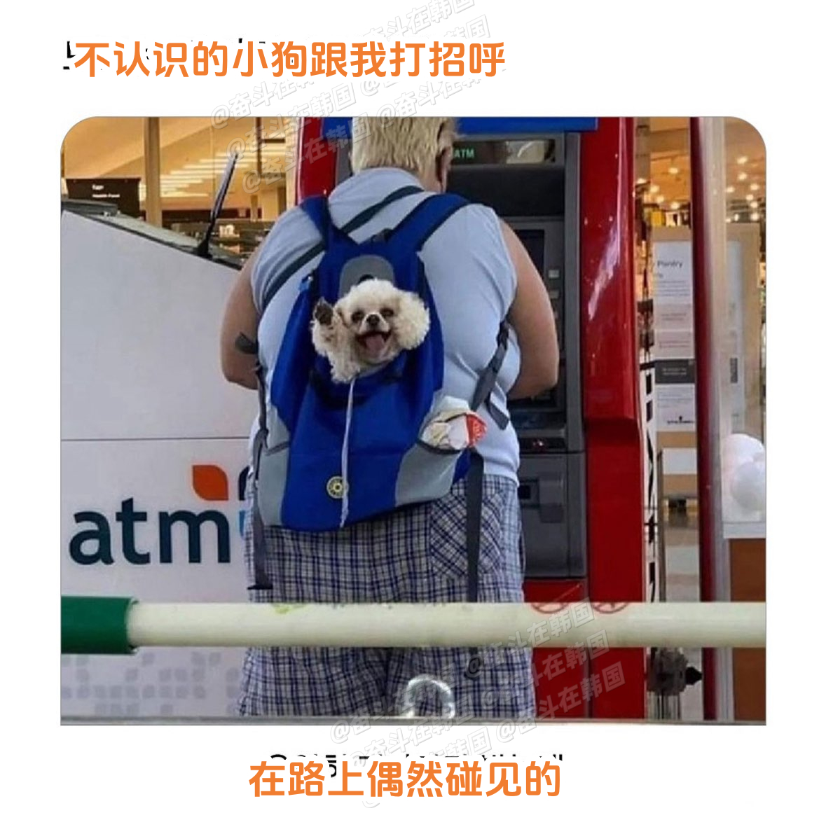 转发接好运~遇到不认识的小狗跟你打招呼，你就有福了！海外新鲜事 热点现场