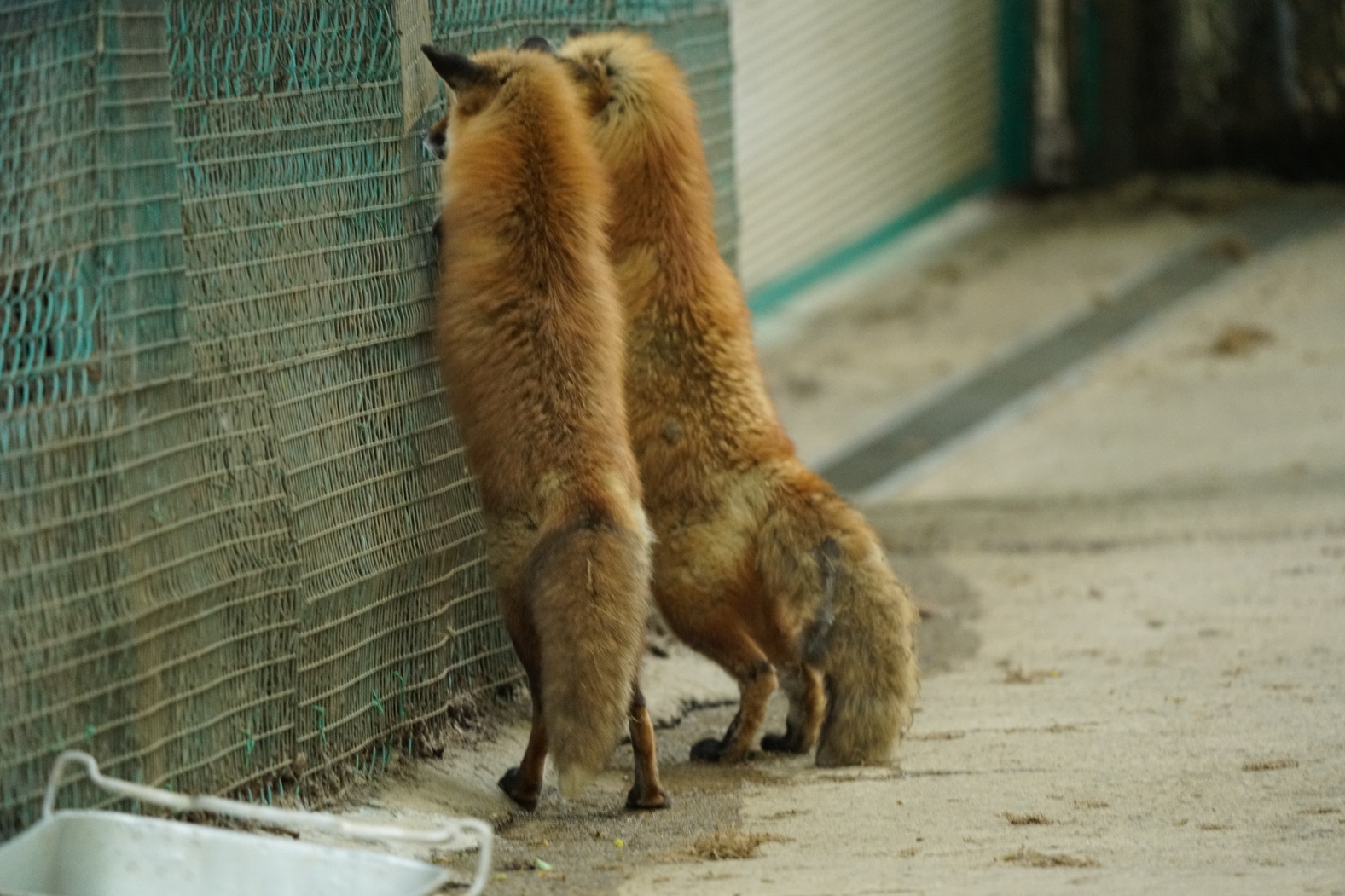 狐狸 正在大声密谋©️kon_fox_village 