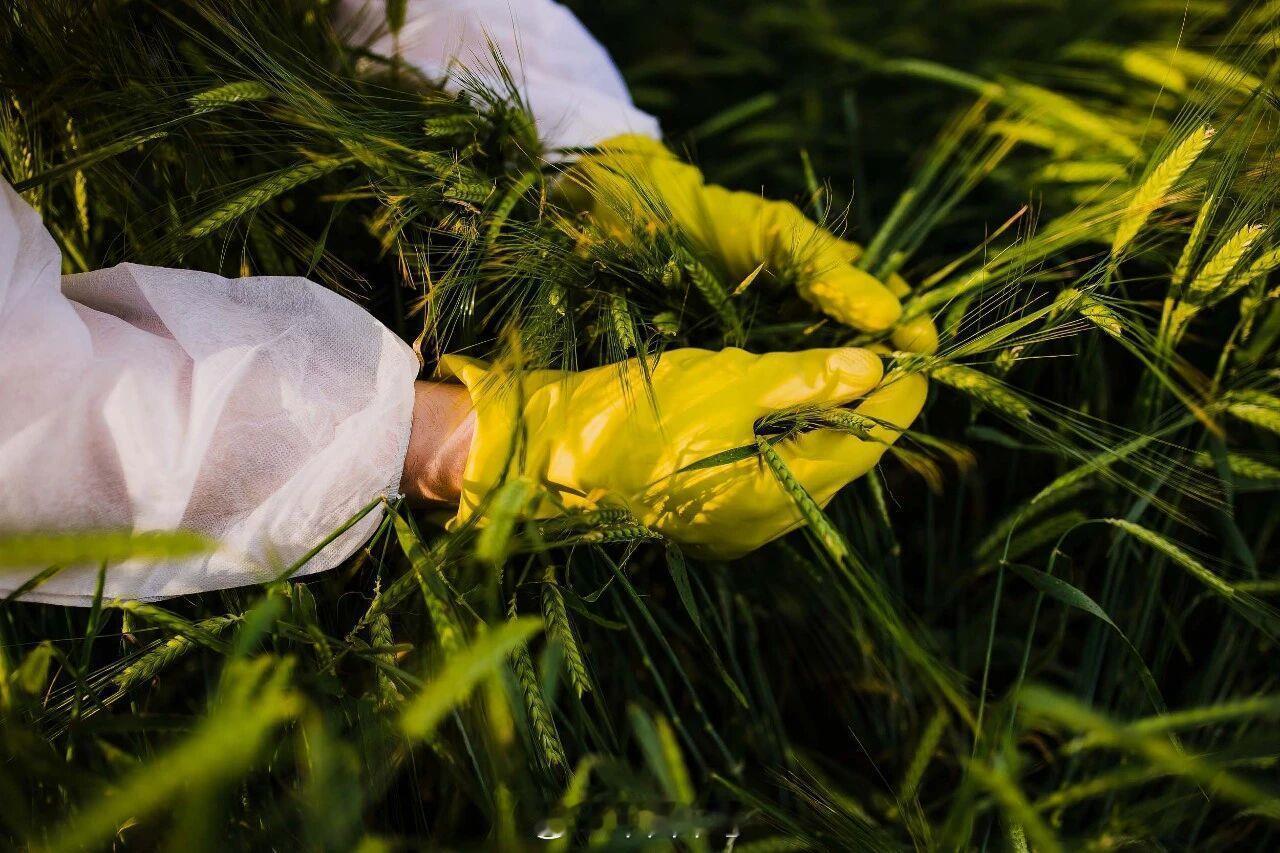 【间谍在我国搜集亲本种子】间谍加大对我国粮食领域渗透 亲本种子，一般是第一代用于