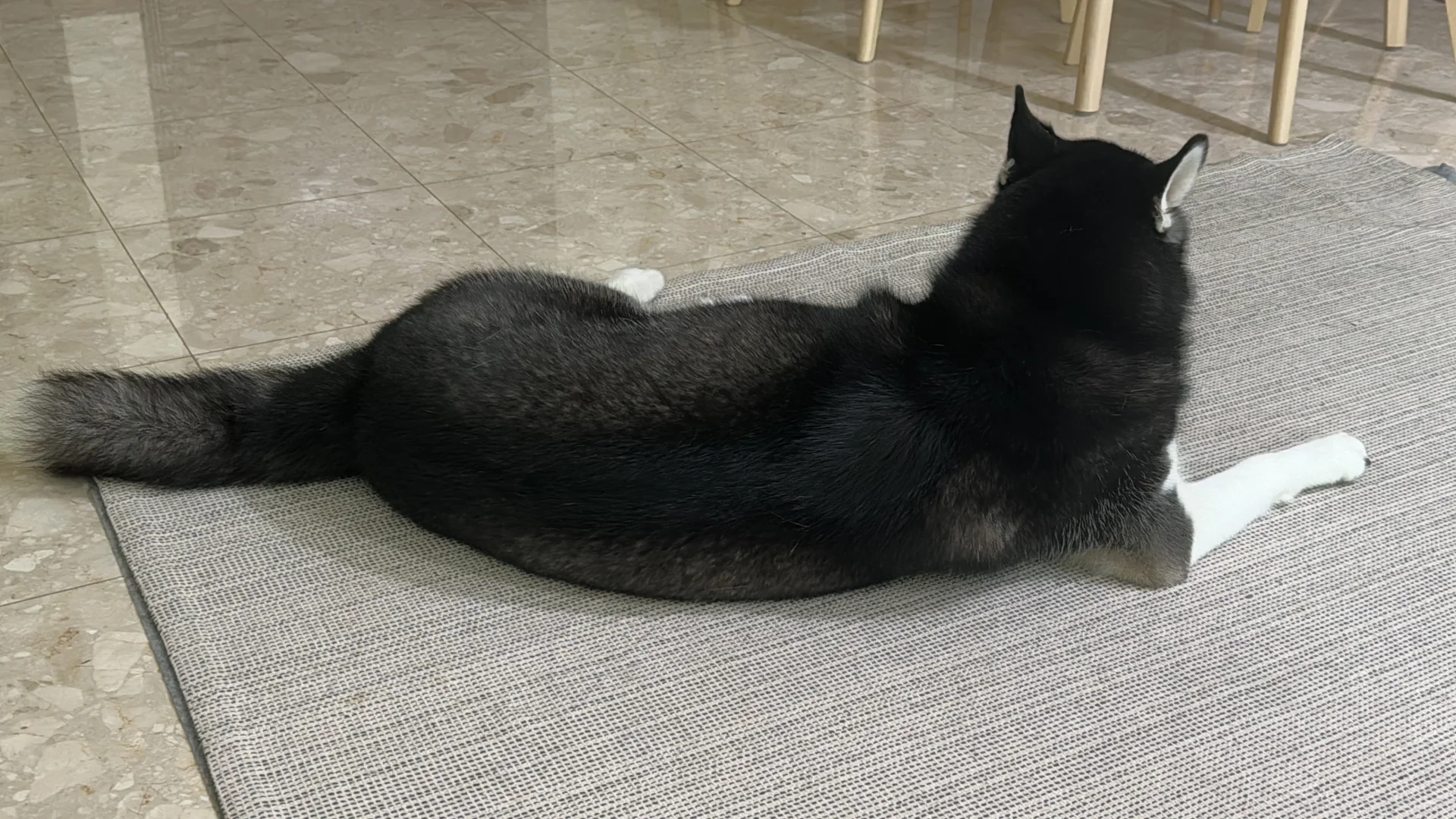 看到福妞的背影 我悟了