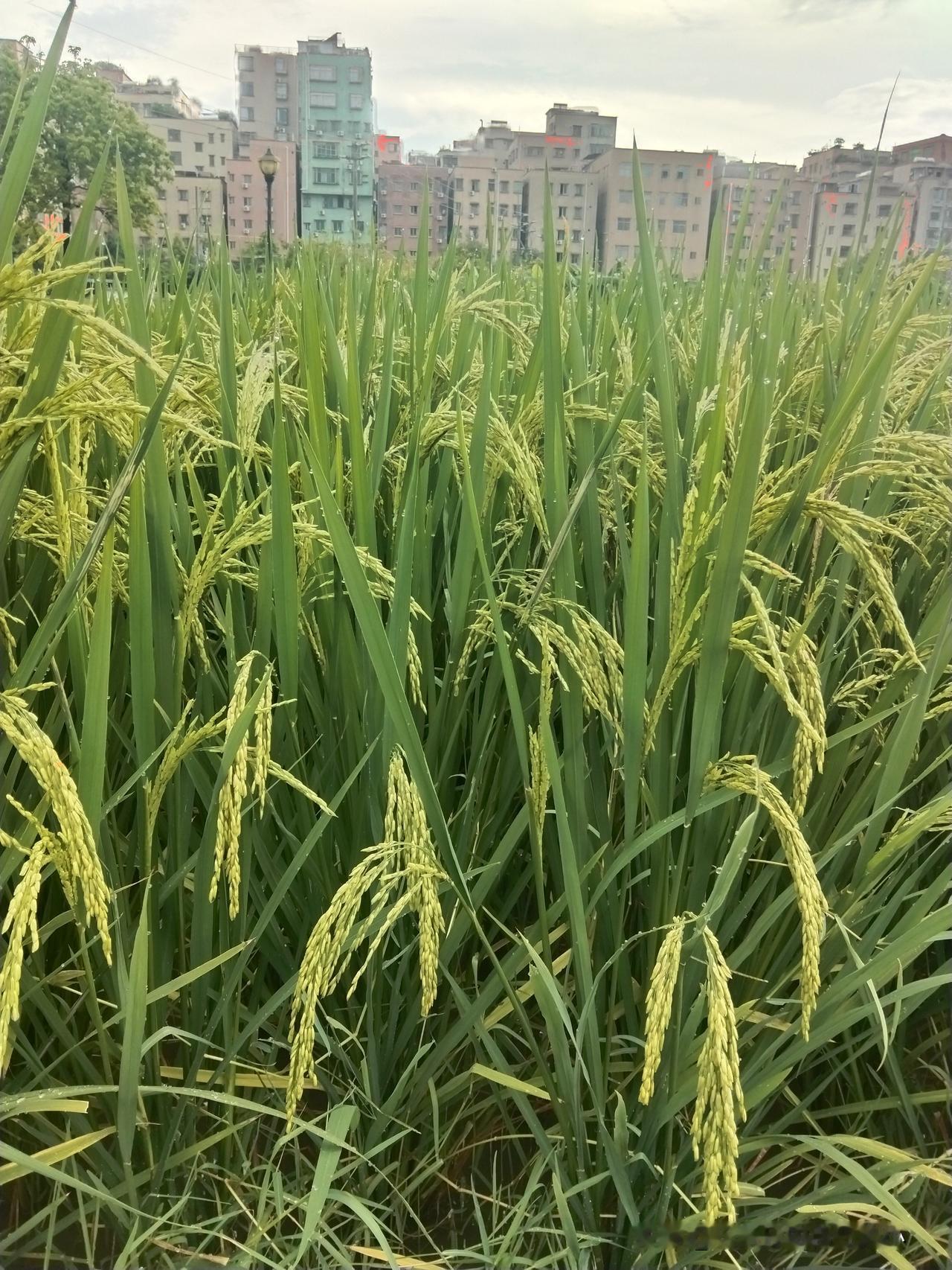 在喧闹的城区里偶遇一片稻田，实在是意外的惊喜。四周楼房林立，整片青翠的稻子静静扎