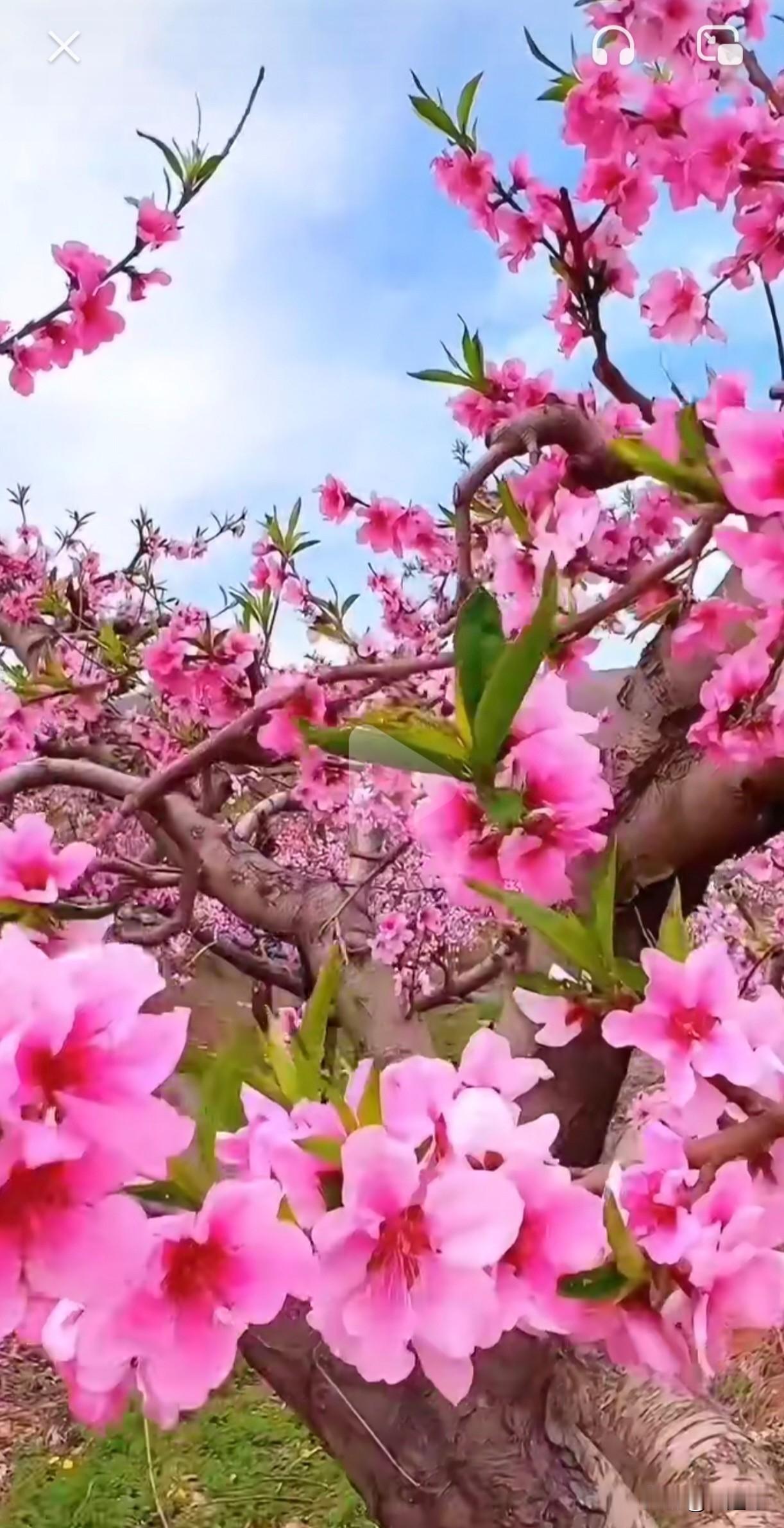下联：花晨碧露研墨香。
对仗赏析：
月夜 对 花晨：以“夜”对“晨”，时间流转；
