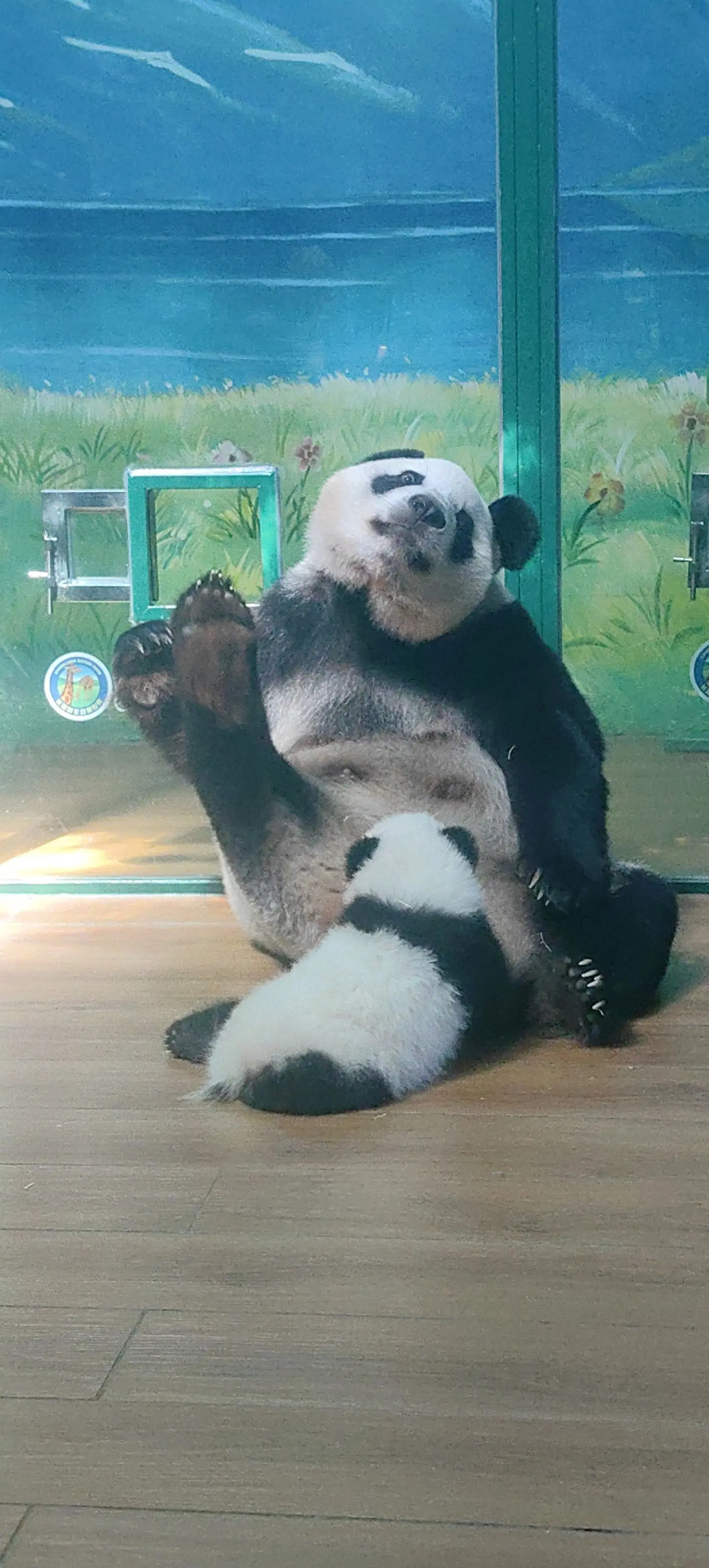 妹猪：(⊙o⊙)哇妈咪好厉害😍