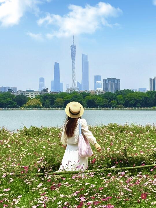 4.29实拍！广州海珠湖的格桑花海已盛开🌸