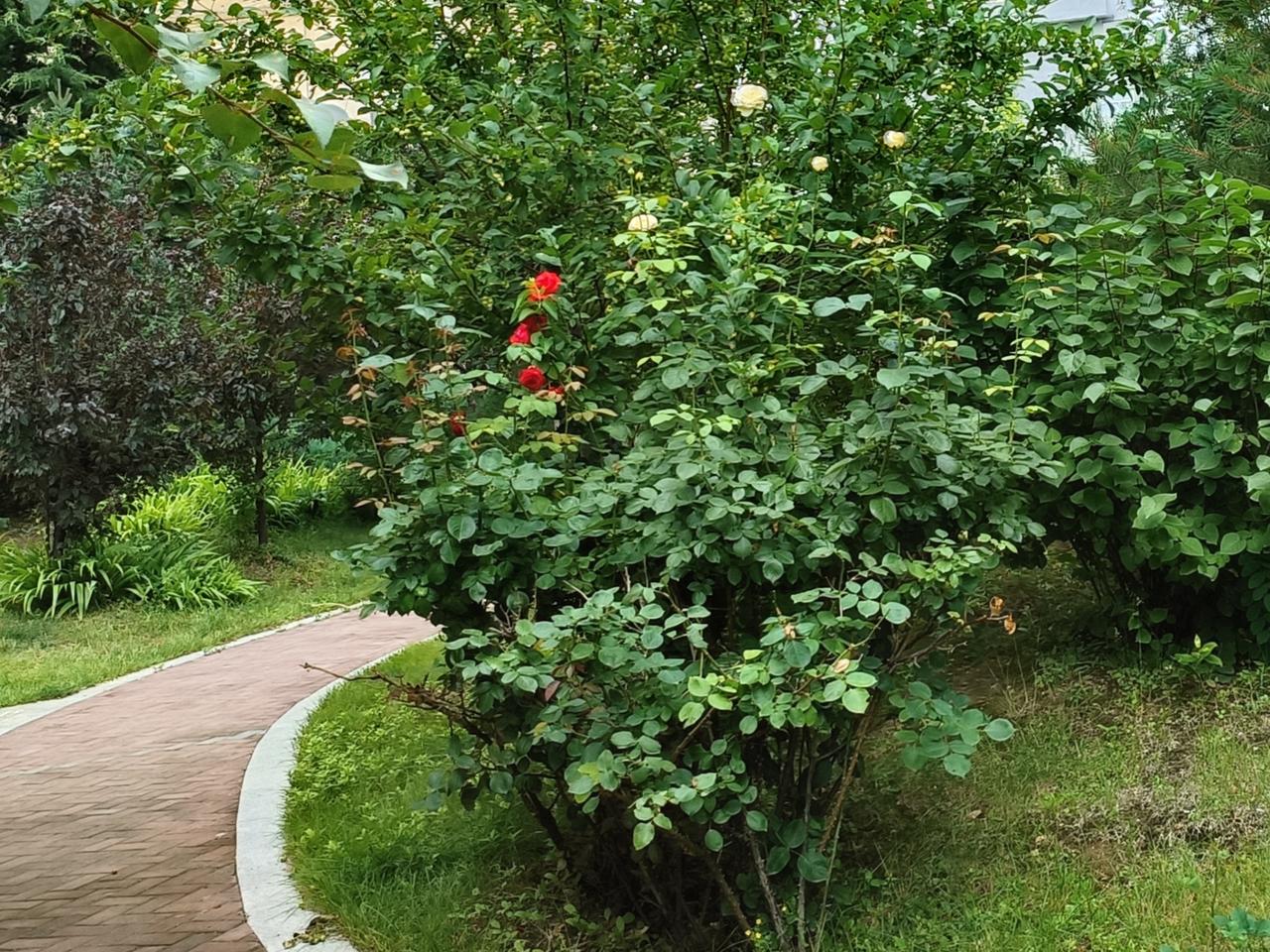 清风携暖意捎来万般祝愿，
满园清音流转岁岁吉祥。
繁花含笑迎风轻语，
劝人放下前