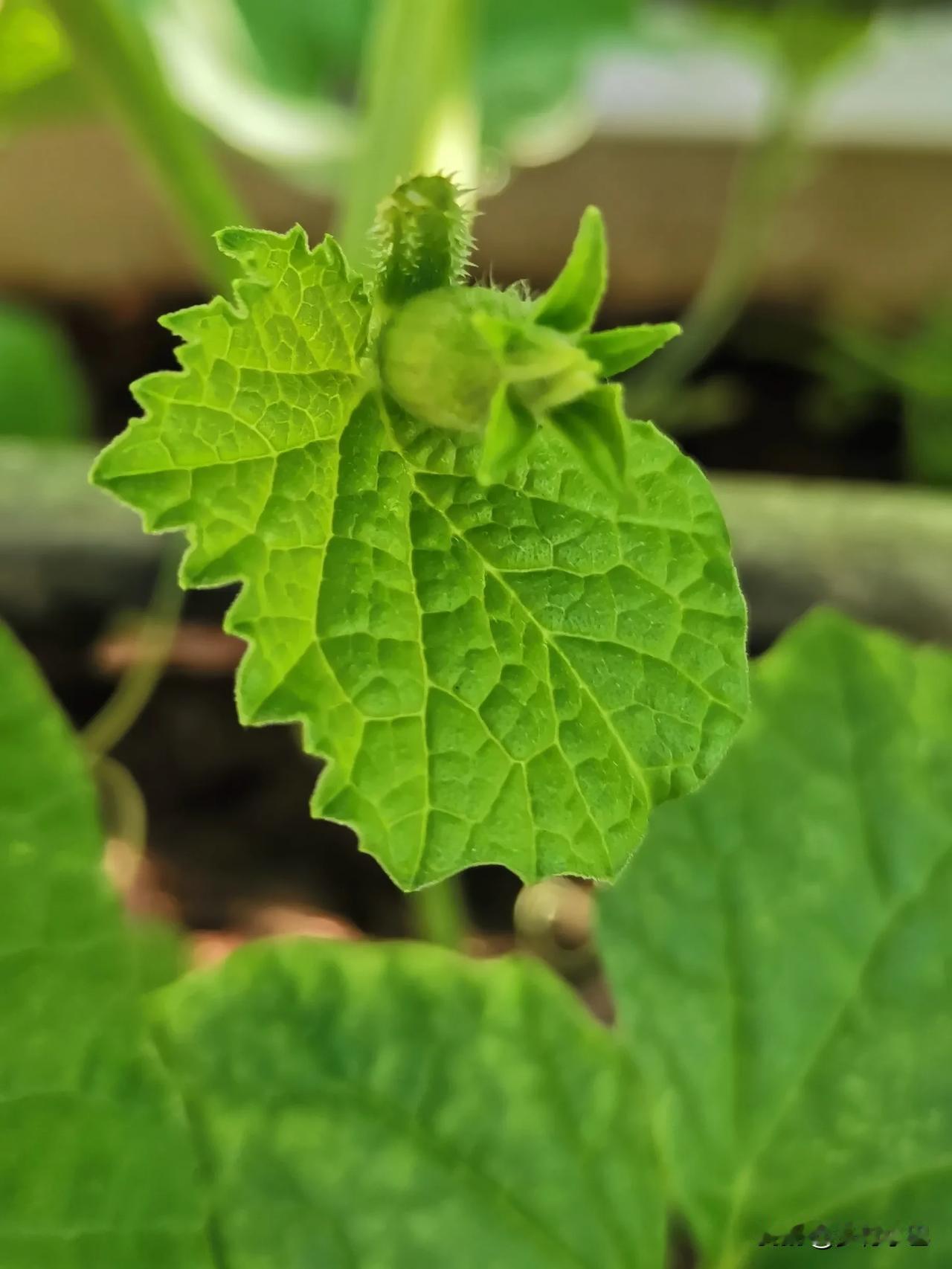看着满园瓜果飘香，绿油油一片，别提多开心啦！

      今天是6.19父亲节
