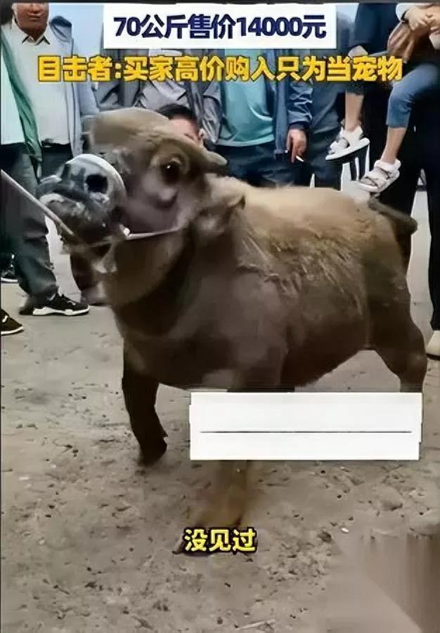 丽江出了头“迷你牛”

2岁才到膝盖高

一开始大伙都以为是刚生的牛犊，凑近一问