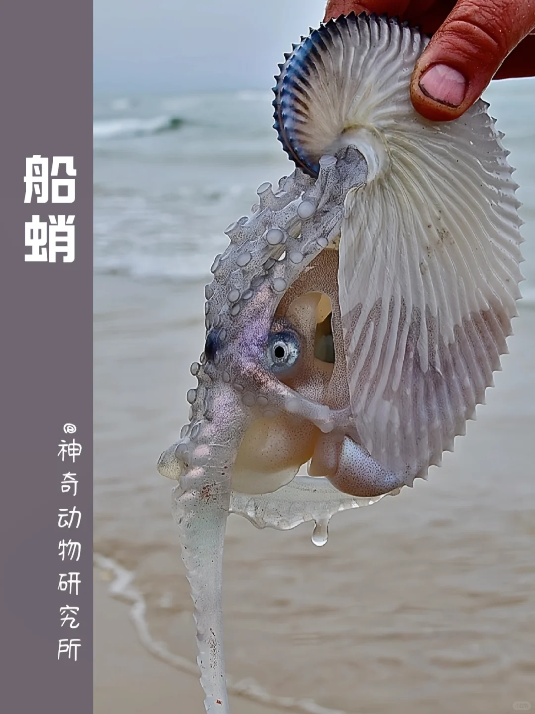 每天了解一种趣味动物👀船蛸（xiāo）