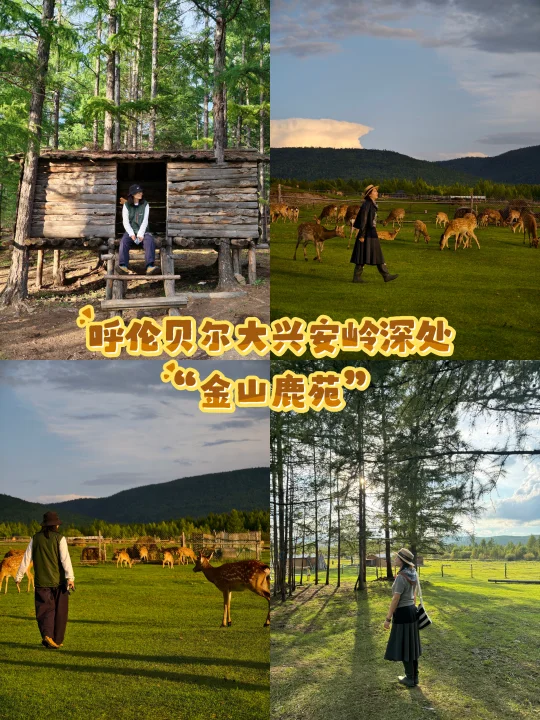 呼伦贝尔大兴安岭深处藏着“金山鹿苑”🦌