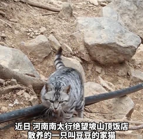 “笑不活了！”近日，河南，一男子到南太行爬山，到达绝望坡时发现了一只猫咪，以为小