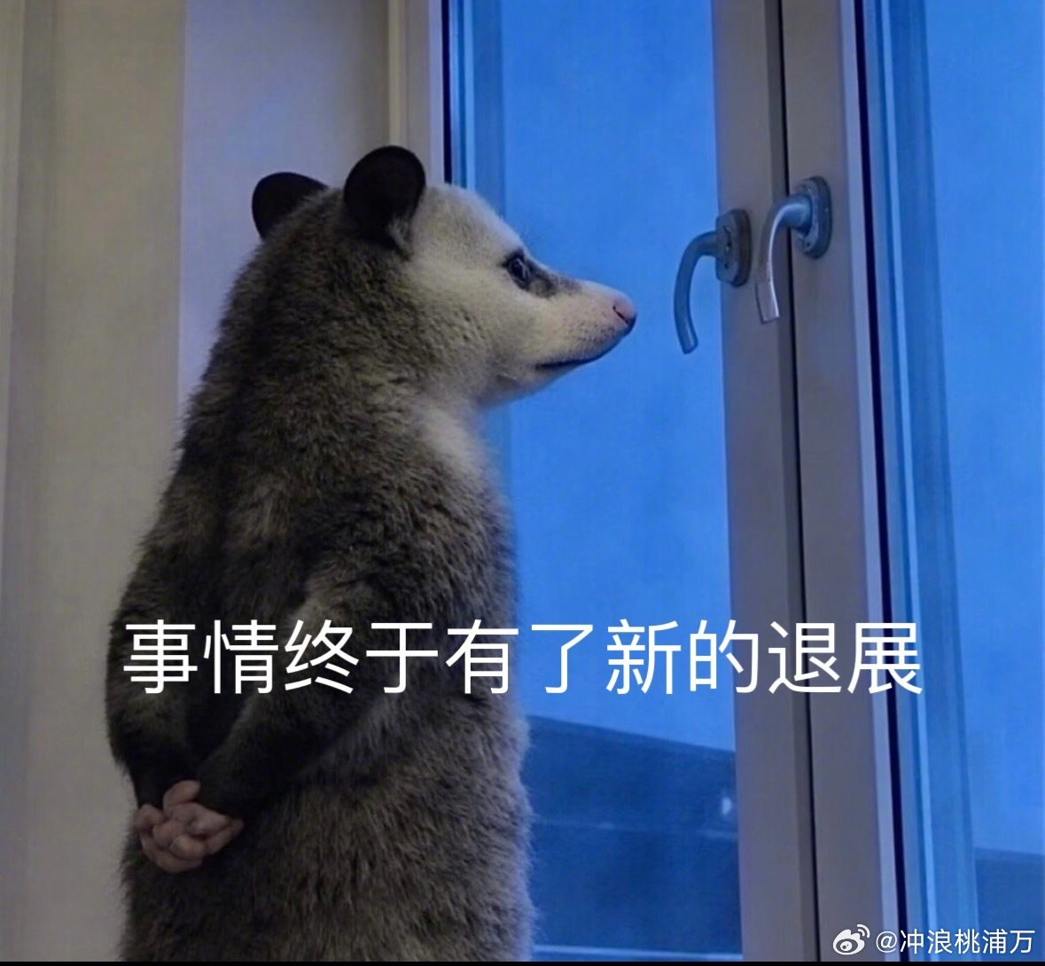宋威龙张婧仪也是双向癫赴上了负鼠表情包迎来了它最适配的剧哈哈哈哈哈！不是我说宋威