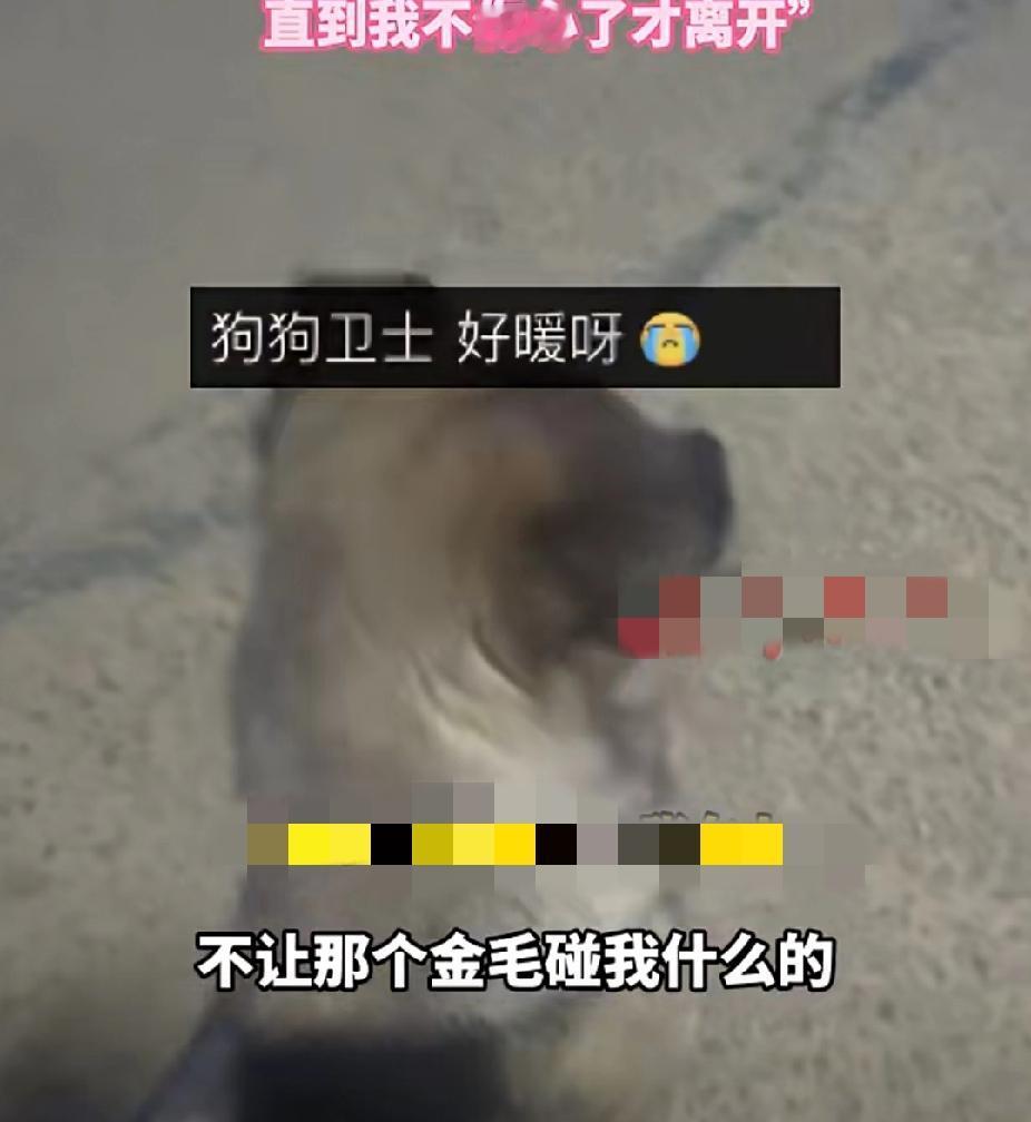11月21日，内蒙古的张女士深夜蹲在路边哭泣，这时一只大金毛跑过来，前腿趴在张女