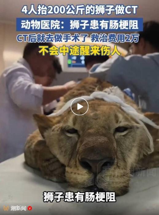 石家庄一家动物医院发的视频，直接给网友看呆了 ——4 个大男人抬着一头狮子做 C