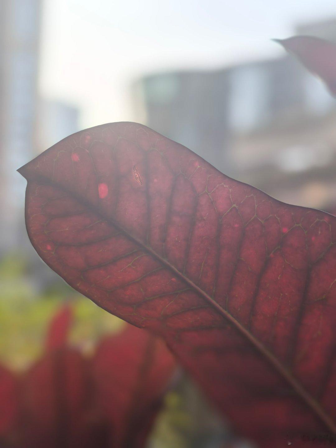 深圳印象，一座溫柔又充滿科技的城市。謝謝這幾天來看我的朋友們 ，時間好快，明天早