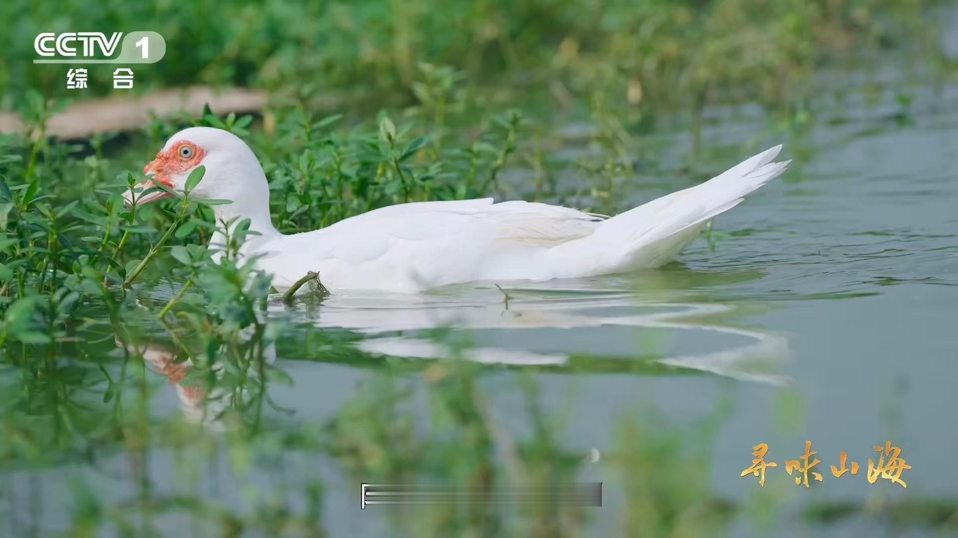 湖北有种会飞的牛肉仙岛湖这个宝藏地，藏着神奇阳新屯鸟😆 似鹅非鹅，似鸭非鸭，还