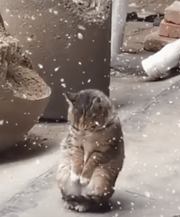 【瑟瑟发抖的流浪猫】天气降温了，下着雪，一只可怜的流浪猫，被冻得瑟瑟发抖，身体蜷