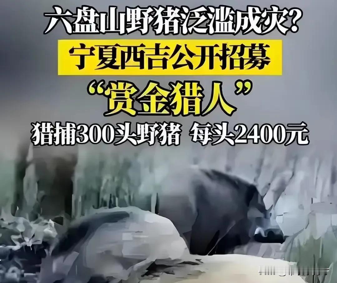 野猪泛滥成灾，不再被保护？
2000年8月1日，经过专家研究决定将野猪纳入三有保