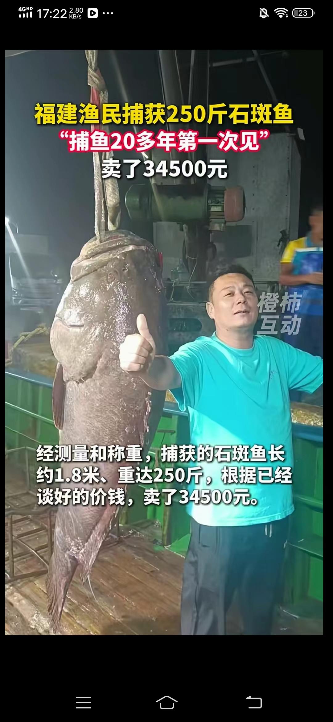 近日，福建渔民捕获一条大石斑鱼，这条大鱼长1.8米，重达250斤，据当地渔民讲，
