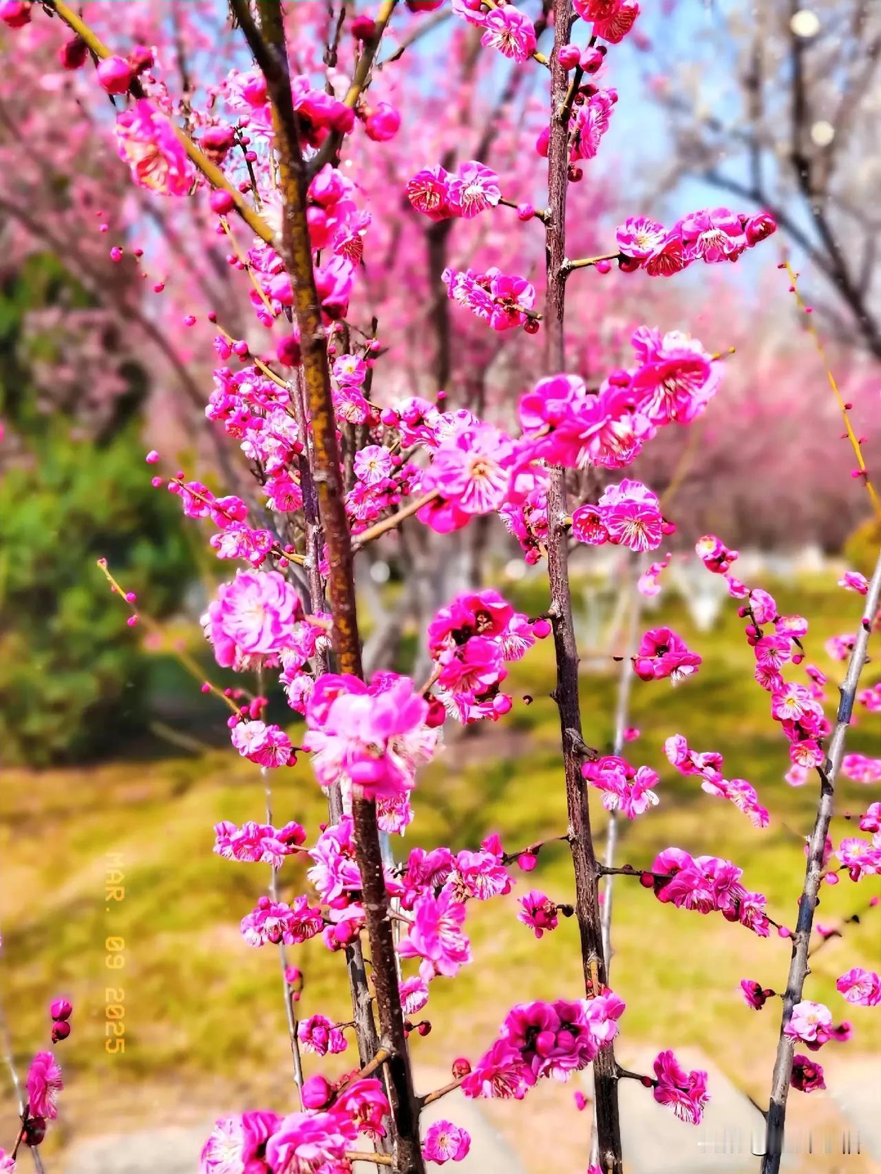 梅花绽放春光好，诗意盎然入画来。