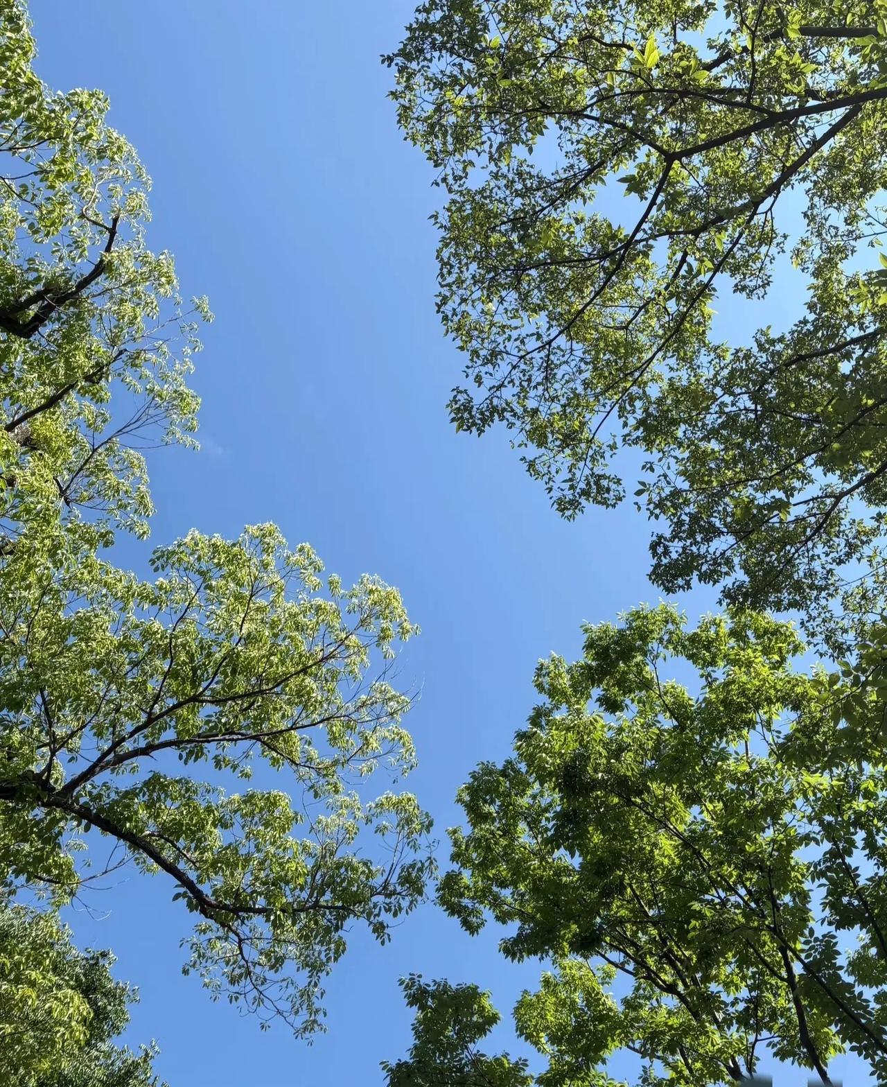 高考为什么要定在每年的6月？
我看到一个高赞回答，
每年这个时间点是芒种前后，芒