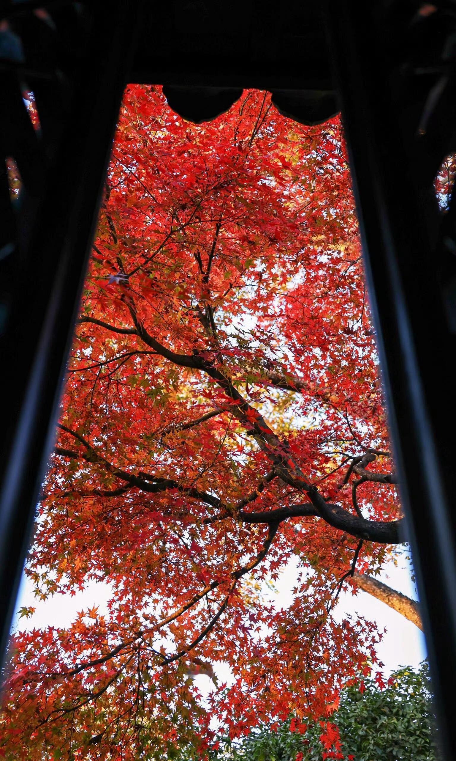 🍁 ​​​