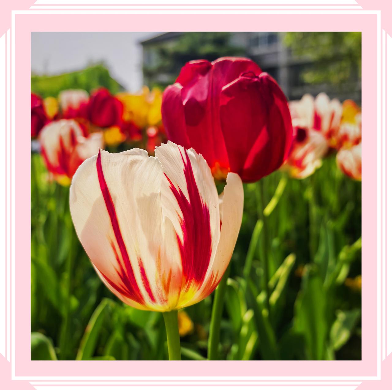 分享一张你相册的拍的花郁金香盛开的季节