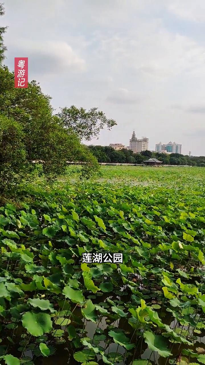 桥头莲湖公园。
这里是东莞桥头镇莲湖公园，这里的荷花即将要盛开。大家眼前看到的是