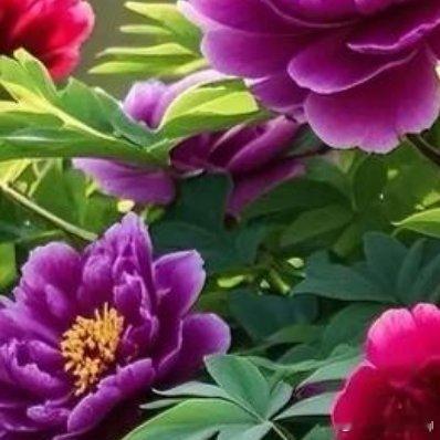 我是一棵开花的树，长在你必经的路旁，阳光下慎重地开满了花，朵朵都是我前世的企盼 