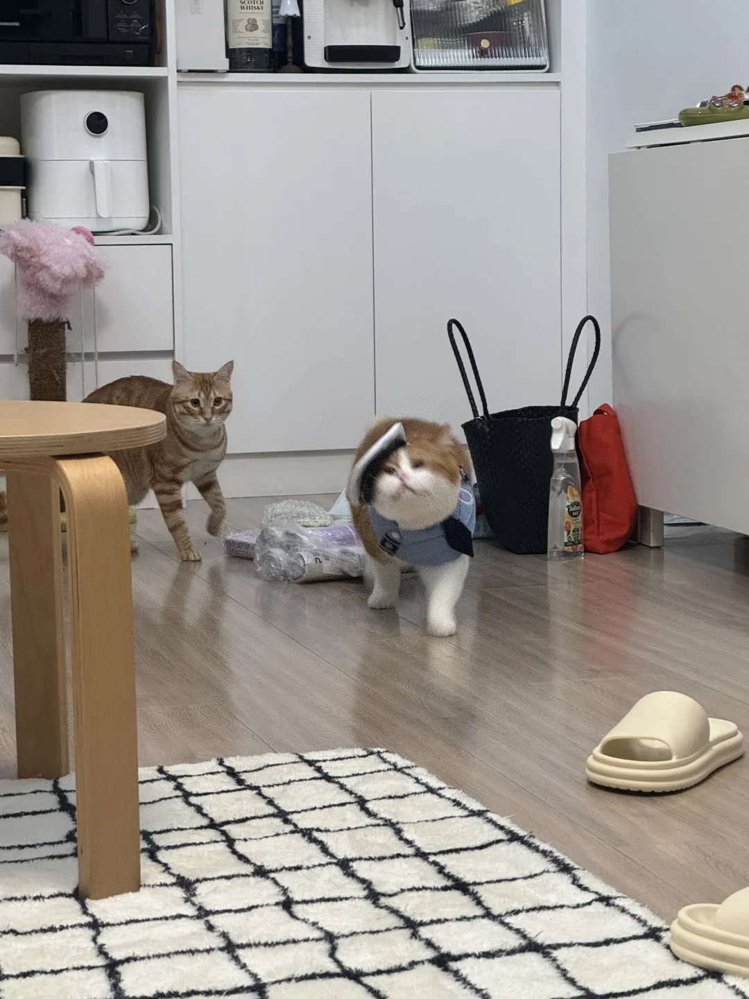 他要是扑向我有扑向零食这么热烈就好了