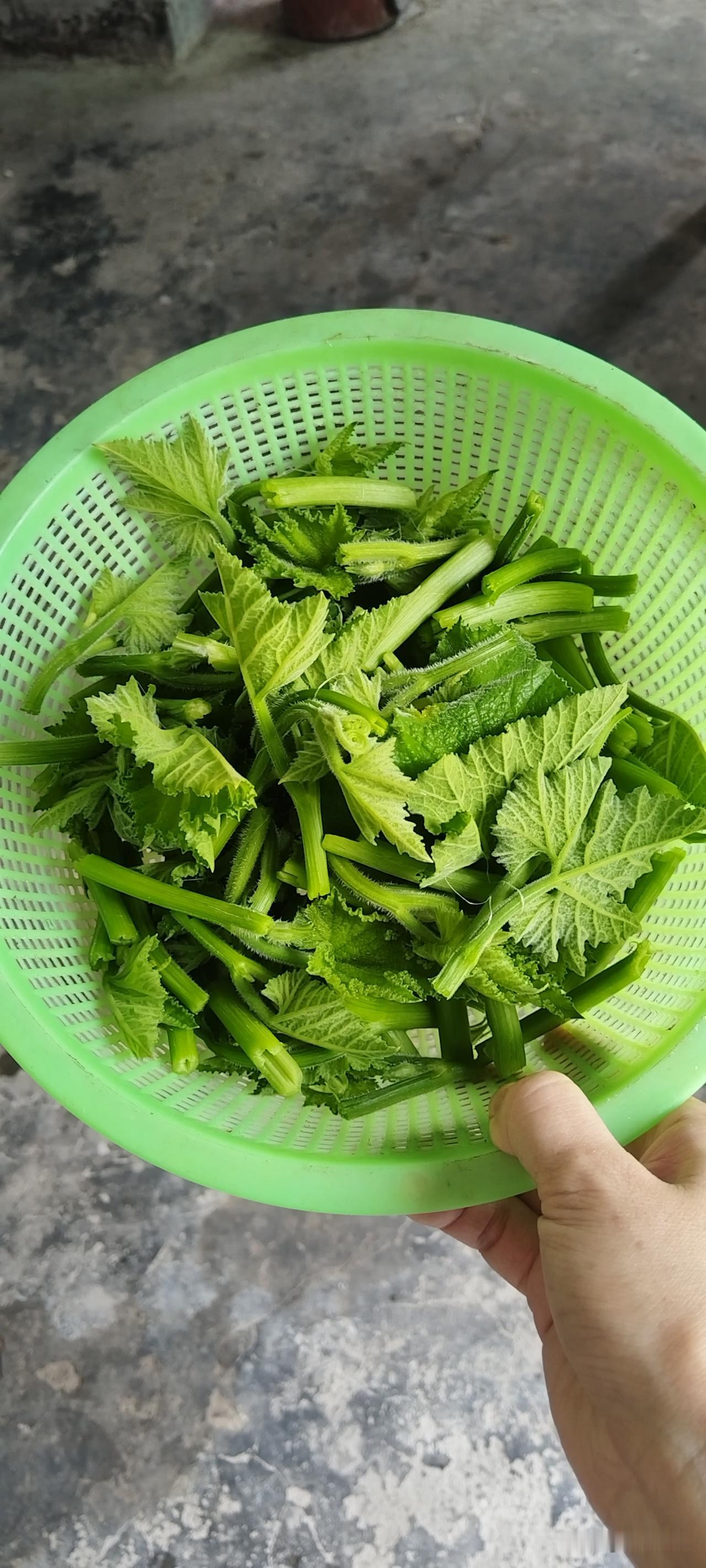 农村的新鲜蔬菜吃不完，只要愿出门，地里的南瓜藤、红薯叶随便摘，不到五分钟，两盘菜
