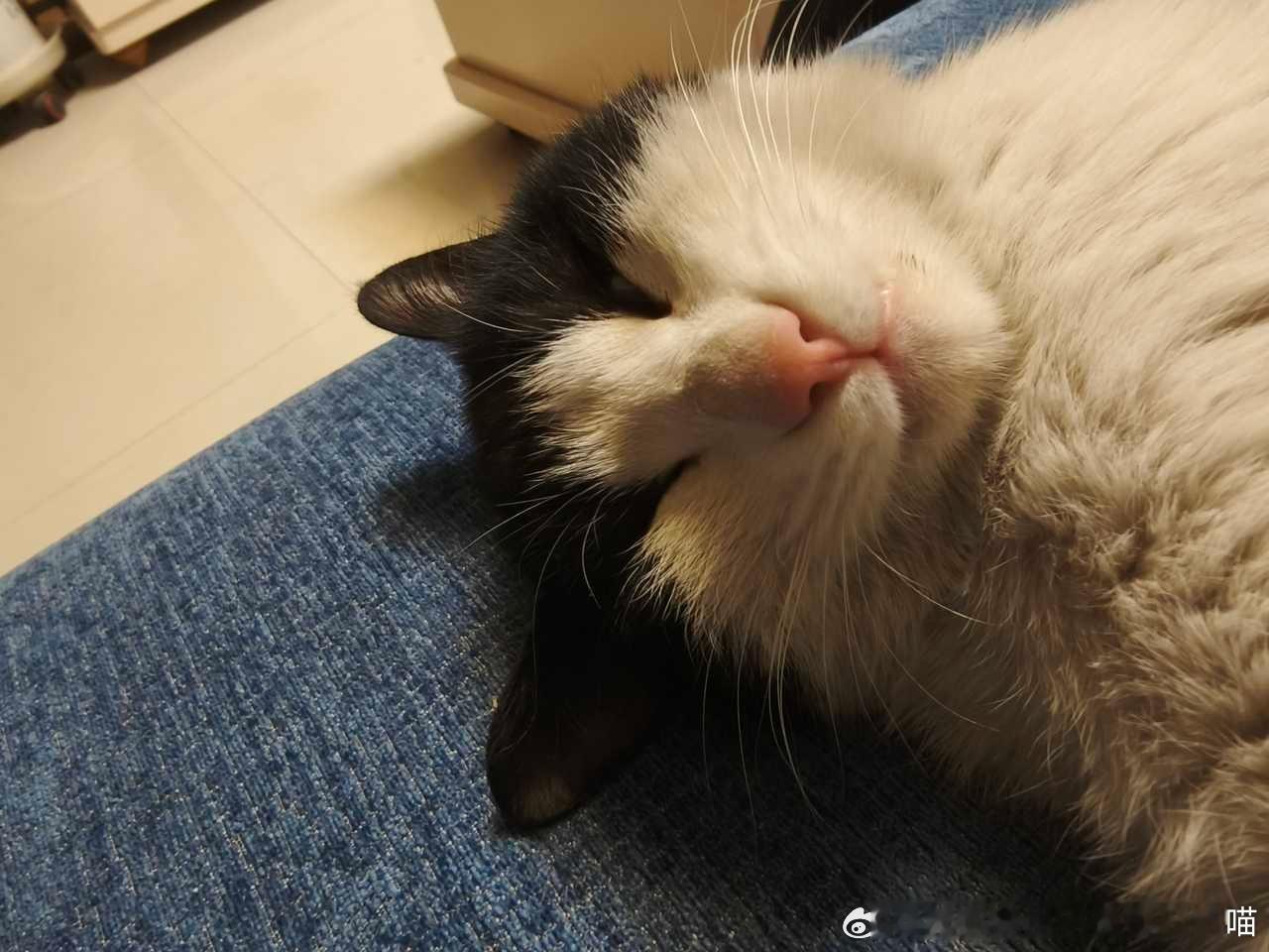 49484【丑猫】睡出了一种油腻感。 