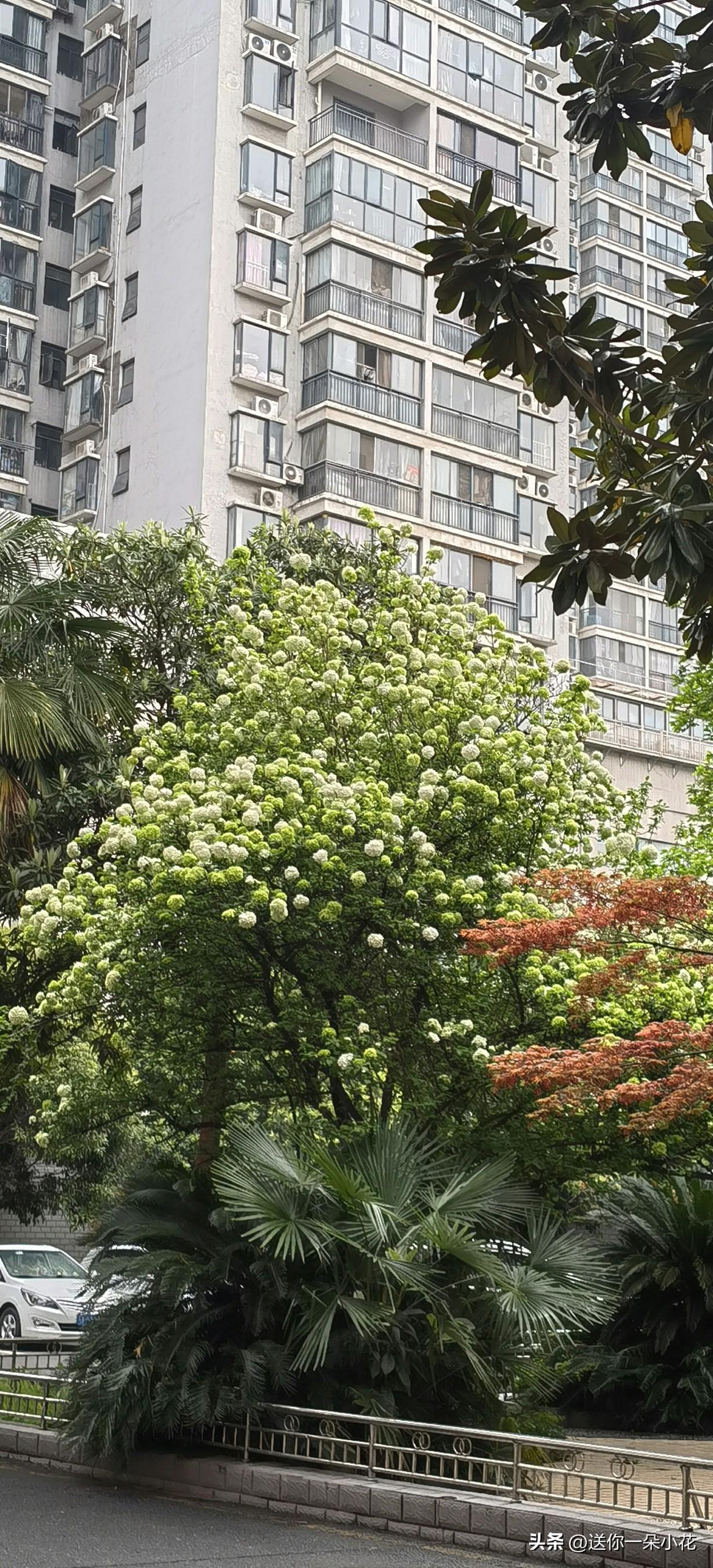 新婚不久，不知道从什么时候开始，发现老公家里院子有一棵树开花了，开的绿色和白色的